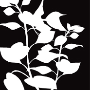 Set Black & White