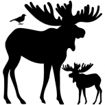 Moose detail-adbeelding 4 